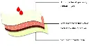 eve_layers.webp